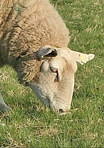sheeps-head.jpg