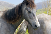 Connemara Ponies