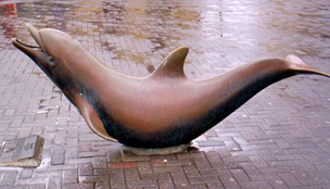 Fungie Dolphin in Dingle Harbour County Kerry, Ireland.