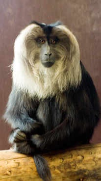 lion-tailed-macaque.jpg