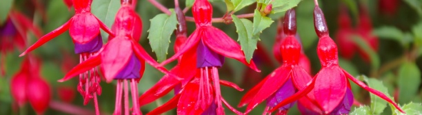 West Cork Emblem: Fuchsia, A taste of West Cork